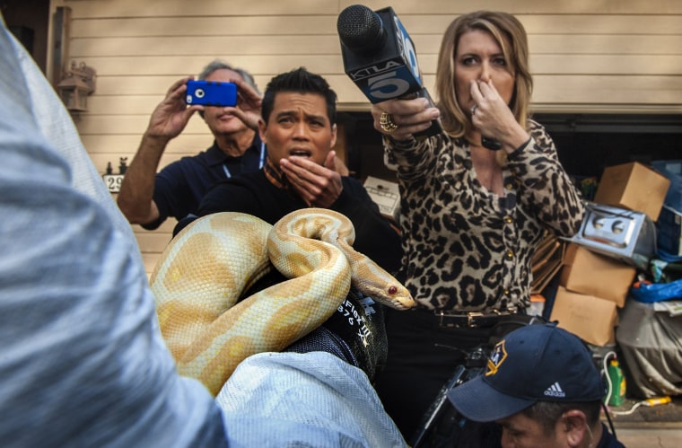 Television reporters Bobby DeCastro of FOX11, and Wendy Burch of KTLA 5 try to stave off the stench emanating from a house containing hundreds of snakes, many of them dead or decaying, in Santa Ana, Calif. At left, Sondra Berg, an animal services supervisor for Santa Ana police, holds an albino ball python that was one of the survivors.