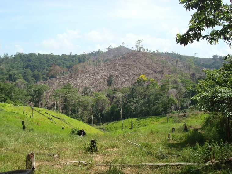 Image of forest destruction in Honduras
