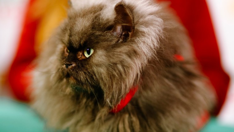 Colonel Meow has died, his owner announced.