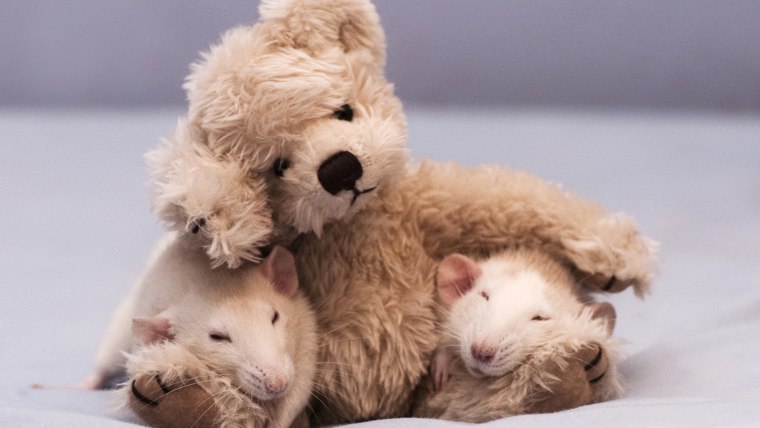 Two mice cuddle up with a teddy bear.