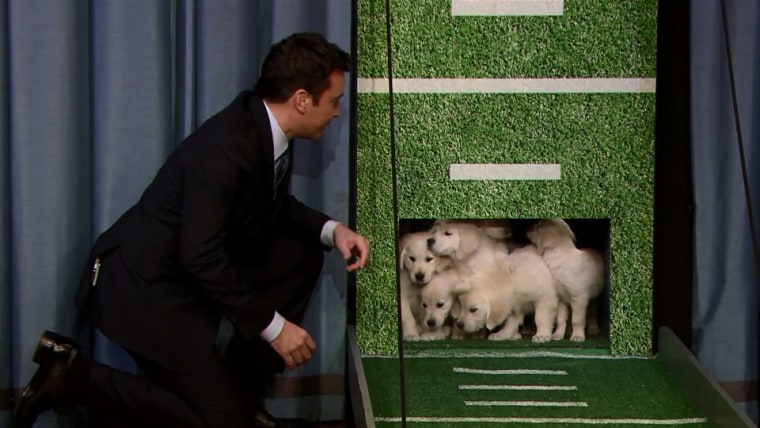 Image: Jimmy Fallon and puppies.