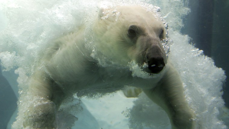 epa04295382 A polar bear swims in its enclosure's pool at Ueno Zoo in Tokyo, Japan, 02 July 2014. Highest temperatures in the Japanese capital rose ov...