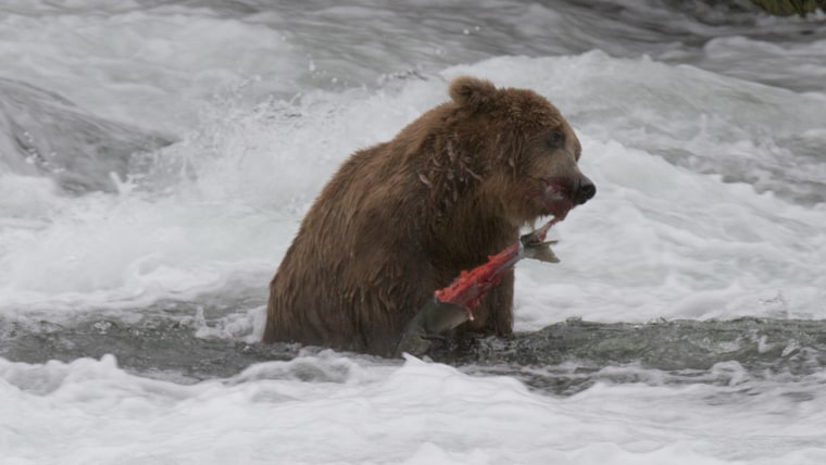 A bear feeds on salmon.