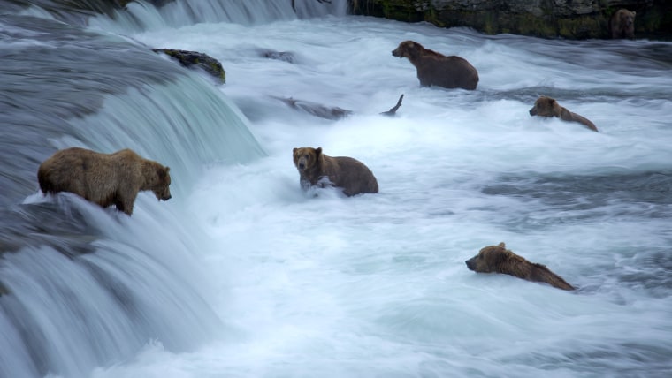 Bears search for salmon at Katmai National Park’s Brooks Falls in Alaska.