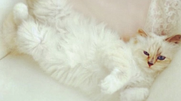 Image: Karl Lagerfeld's cat, Choupette.
