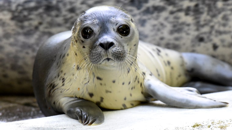 Female seal pup "Jogi is pictured next to her mother in their enclosure at the zoo of Neumuenster, northern Germany on July 11, 2014. As the howler wa...
