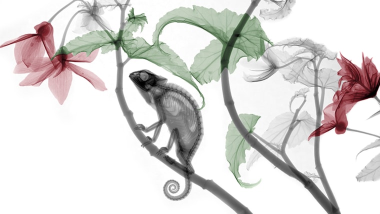 Chameleon. Colored X-ray of a chameleon (family Chamaeleonidae) on a Begonia sp. plant.