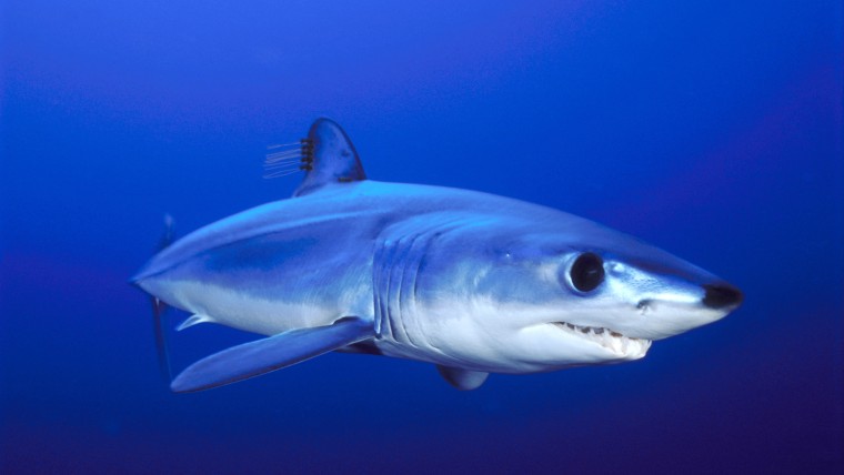 Image: Shortfin mako shark