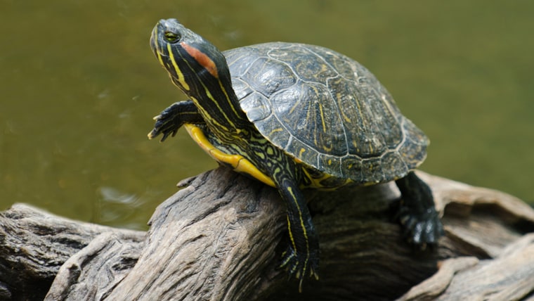 A red-eared slider turtle basking in the sun on a dead branch; Shutterstock ID 116958556; PO: today.com