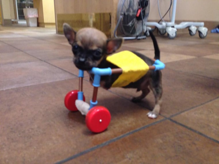 Turbo the Chihuahua is shown cruising around in a cart custom-made from toy parts.