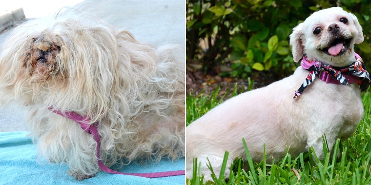 Before and after photos of Alana the dog