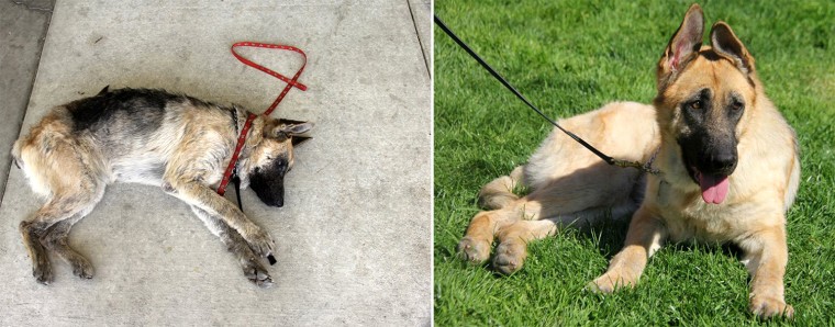 Before and after photos of Vita the dog