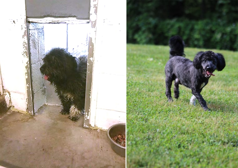 Before and after photos of Wilson the dog