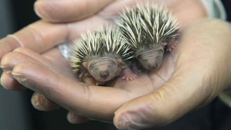 Two tiny orphaned hedgehogs sit delicately cradled in the cupped hands of a dedicated animal care assistant.
Aged under a week old, the hoglets measur...