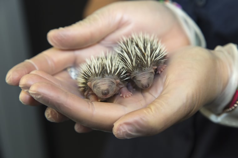 Two tiny orphaned hedgehogs sit delicately cradled in the cupped hands of a dedicated animal care assistant.
Aged under a week old, the hoglets measur...
