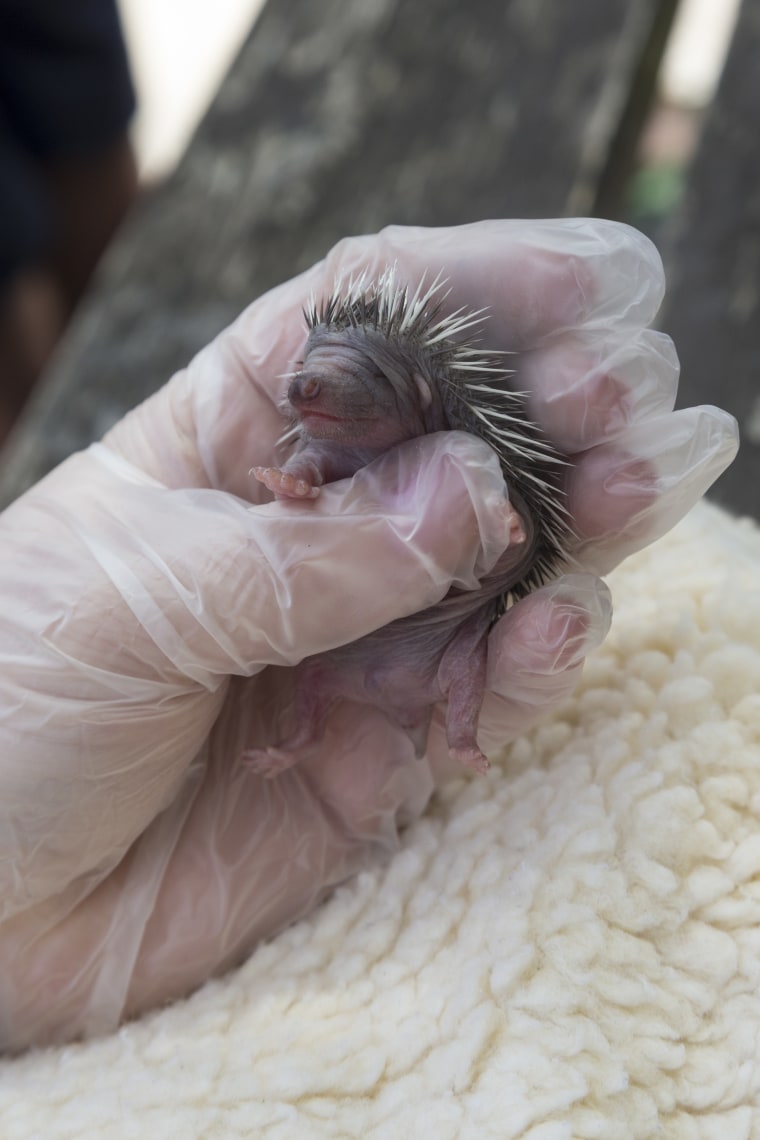 Two tiny orphaned hedgehogs sit delicately cradled in the cupped hands of a dedicated animal care assistant.
Aged under a week old, the hoglets measur...