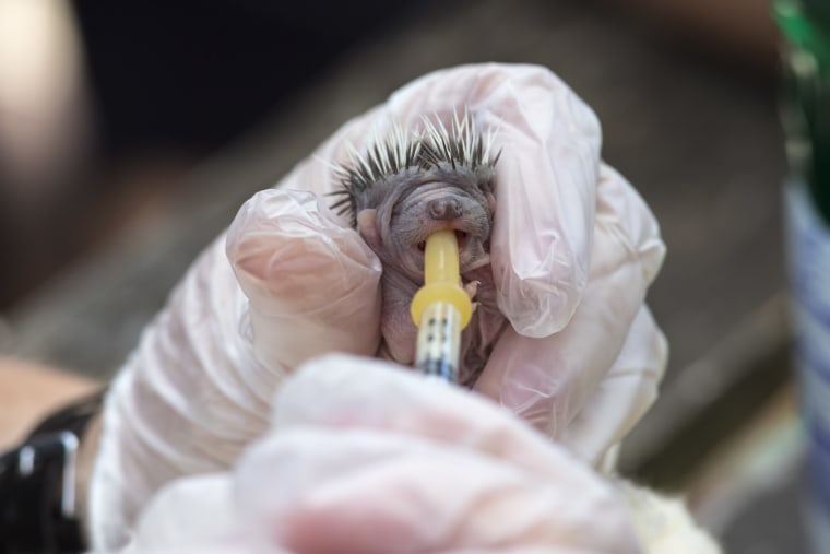 Two tiny orphaned hedgehogs sit delicately cradled in the cupped hands of a dedicated animal care assistant.
Aged under a week old, the hoglets measur...