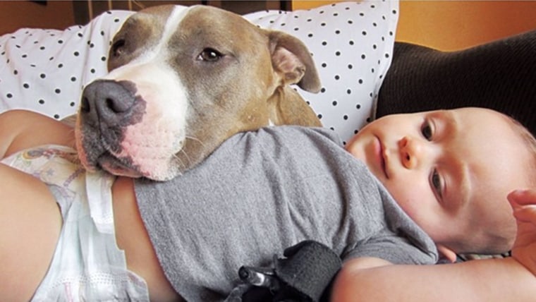 A pit bull and a baby