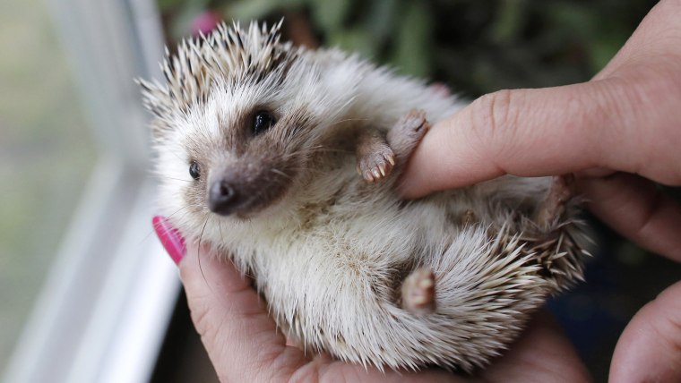 In this May 6, 2014 photo hedgehog breeder and trainer Jennifer Crespo, of Gardner, Mass., holds a pet hedgehog at her home in Gardner, Mass. Hedgehog...