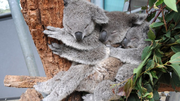 epa04236073 A handout picture made available by the Taronga Zoo on 02 June 2014 shows three koala joeys, Sydney, Milli and Tucker sleeping together in...