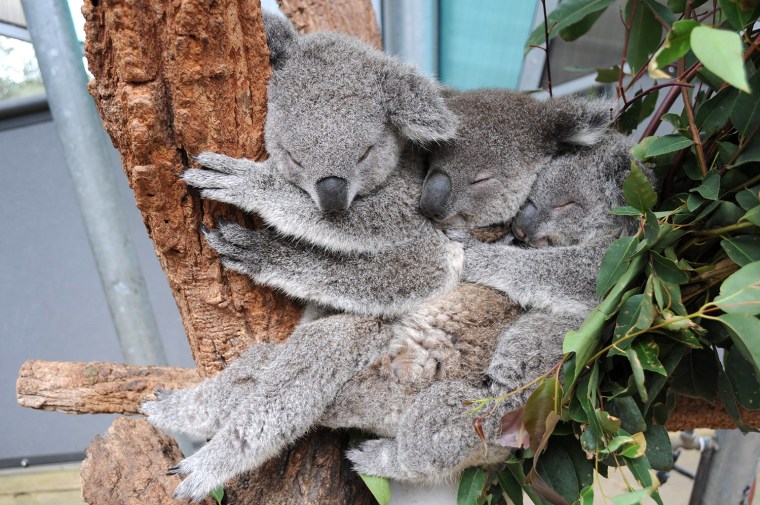 epa04236073 A handout picture made available by the Taronga Zoo on 02 June 2014 shows three koala joeys, Sydney, Milli and Tucker sleeping together in...