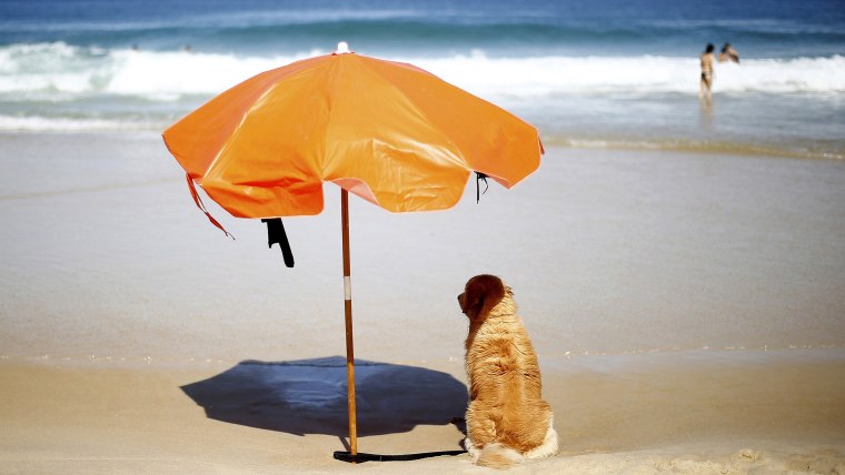 Image: A dog sitting under an orange umbrella on a beach