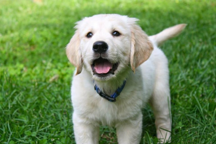 A puppy that will become a service dog.