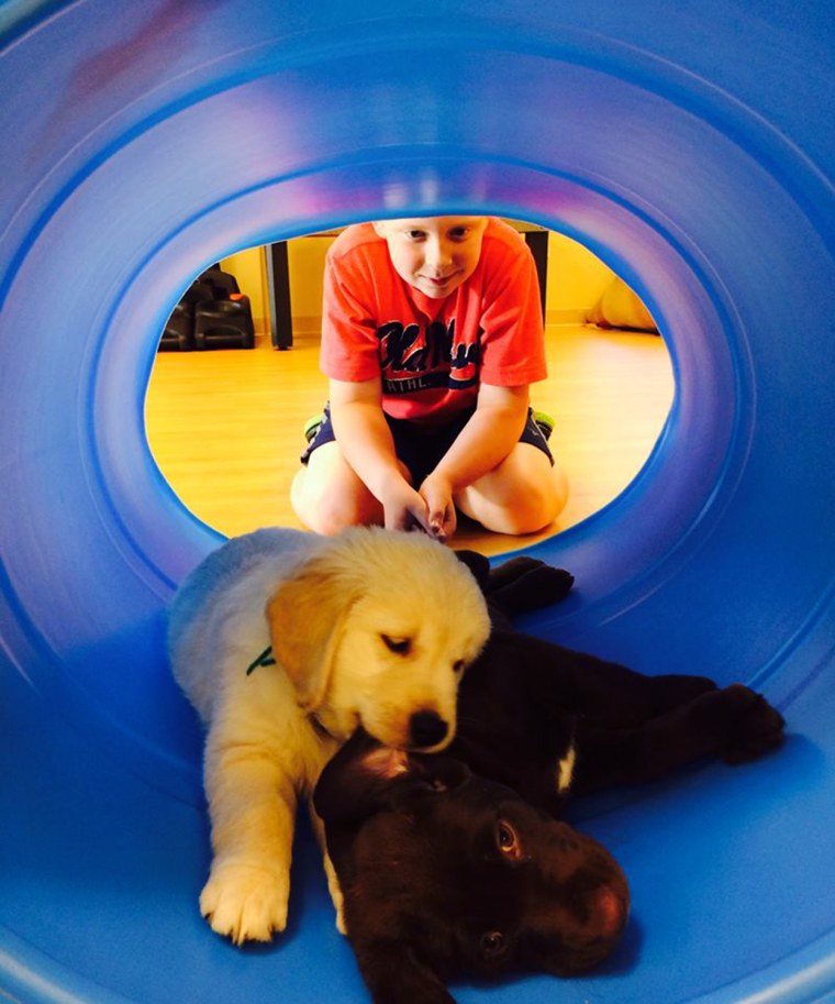 Puppies playing in playground equipment.