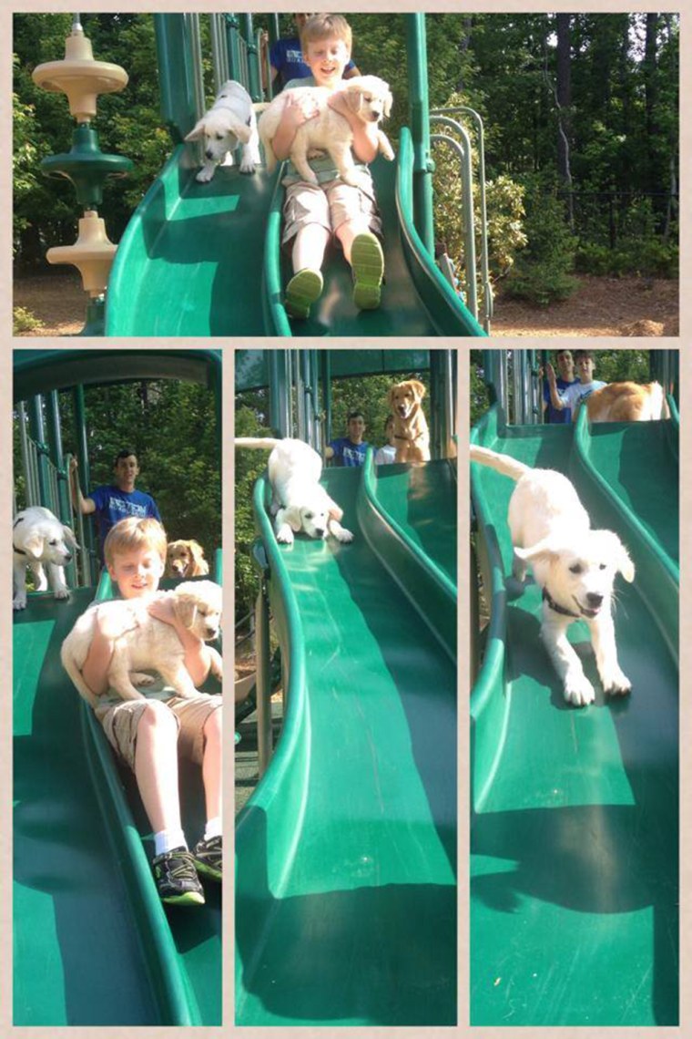 Puppies go down a slide with Lionheart students.