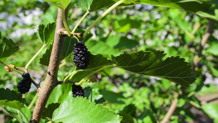 Mulberry on a tree branch