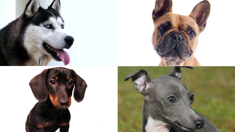 The cutest dog breeds will get a chance to compete for \"top dog\" in Animal Planet's World Pup tournament.