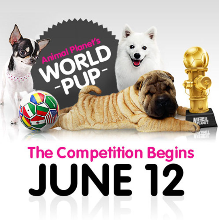 Too cute: Animal Planet gears up for the World Pup, in which fans will vote for countries based on the dog breed that represents them.