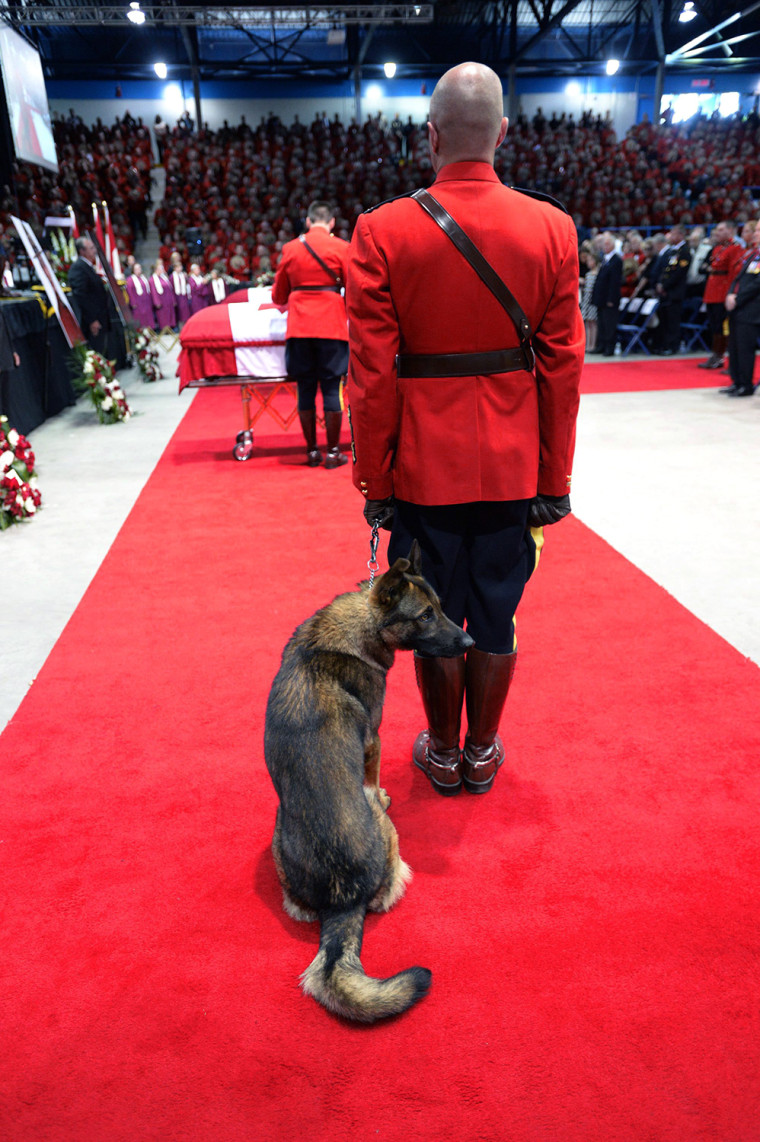 Danny, the K9 partner of slain RCMP Const. Dave Ross, looks around at the start of the RCMP regimental funeral on Tuesday, June 10, 2014 in Moncton, N...