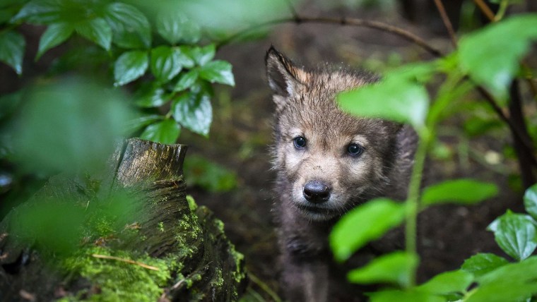 Image: A baby wolf peeks out from behind some branches