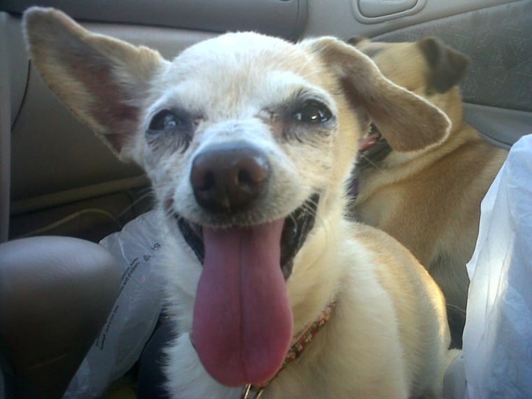 World's Ugliest Dog Contest