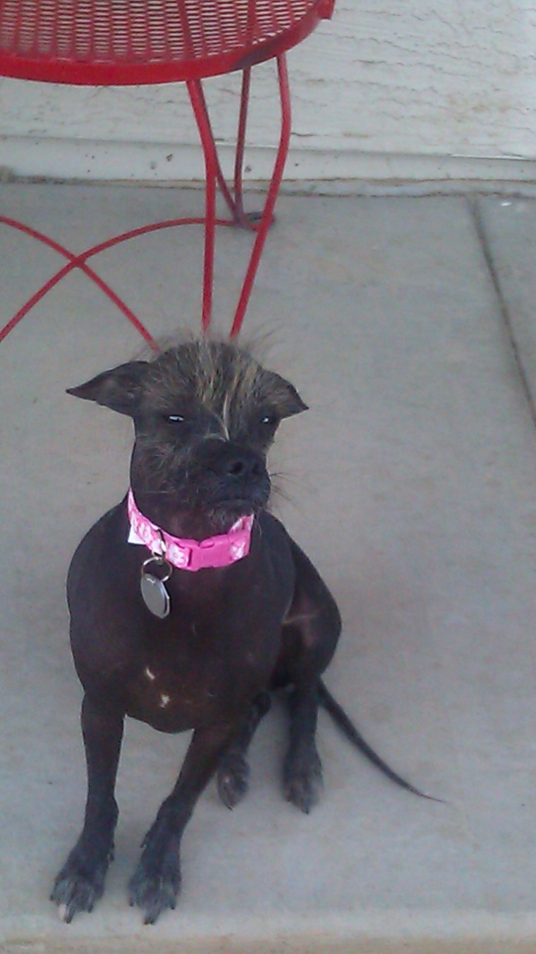 World's Ugliest Dog Contest