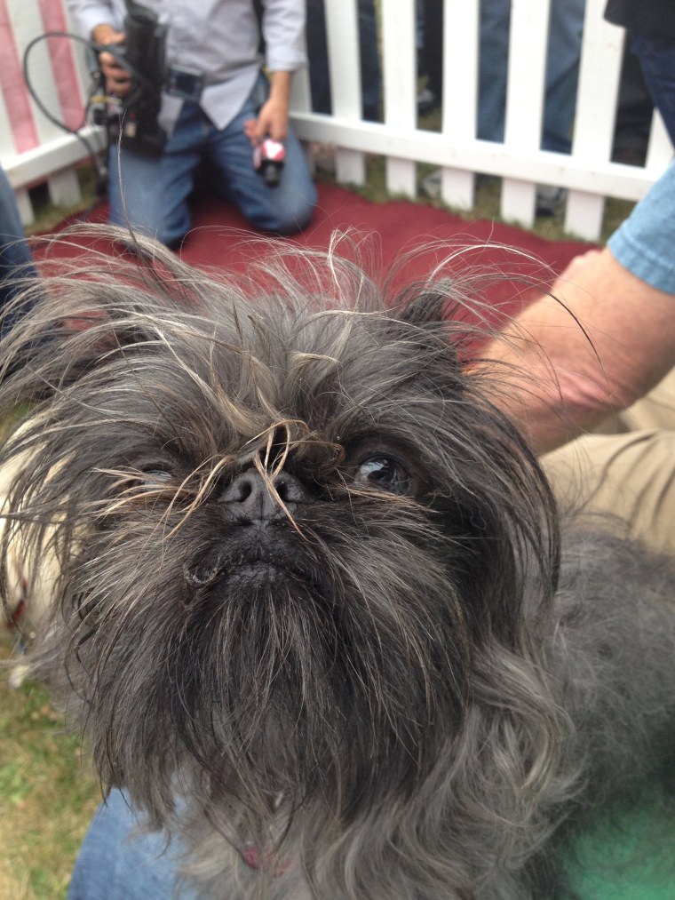 World's Ugliest Dog Contest