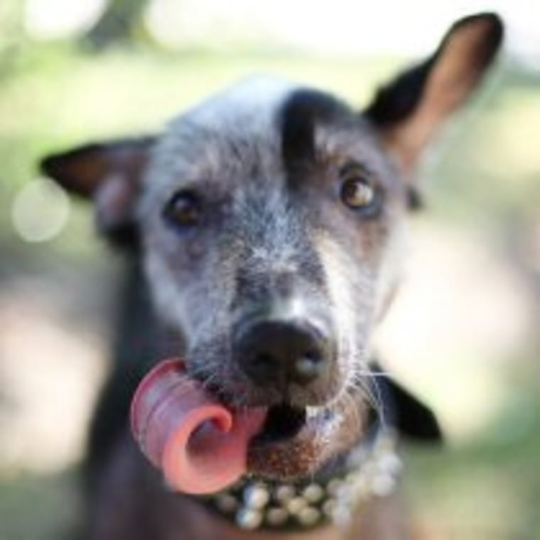 World's Ugliest Dog Contest