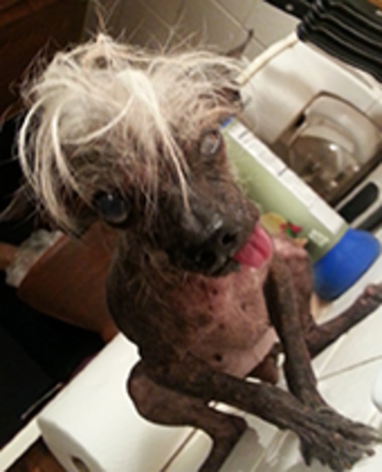 World's Ugliest Dog Contest