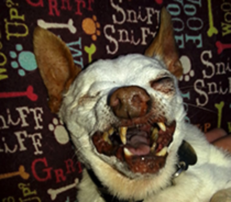 Dog with hot sale ugly teeth