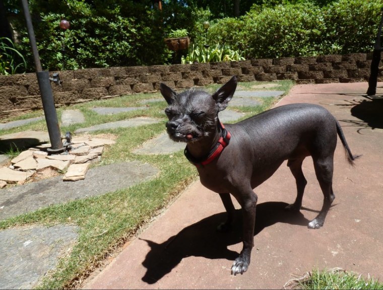 World's Ugliest Dog Contest