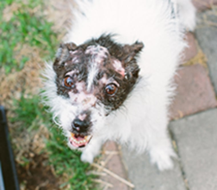 World's Ugliest Dog Contest