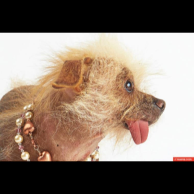 World's Ugliest Dog Contest