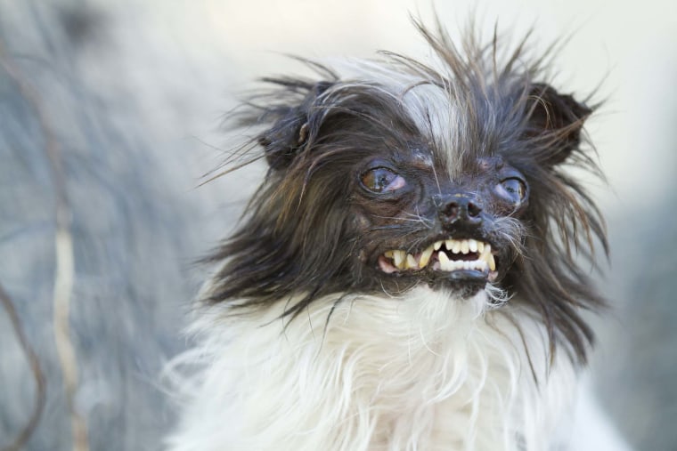 World's Ugliest Dog Contest