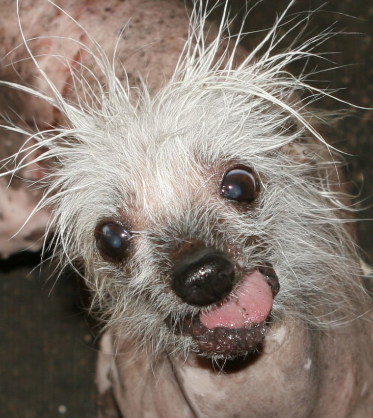 March 2006 Sunnyvale, Ca. USA
Here is some info on Rascal, “The World’s Ugliest Dog”.
 
Rascal, The only living and competing Ugly dog to hold the cov...