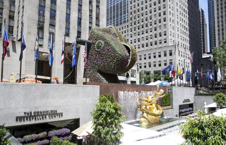 TODAY Show: Artist Jeff Koons' latest installation \"Split-Rocker\" begins to grow in the plaza outside of Rockefeller Center.