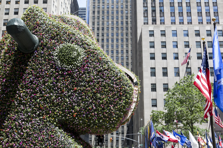 TODAY Show: Artist Jeff Koons' latest installation \"Split-Rocker\" begins to grow in the plaza outside of Rockefeller Center.