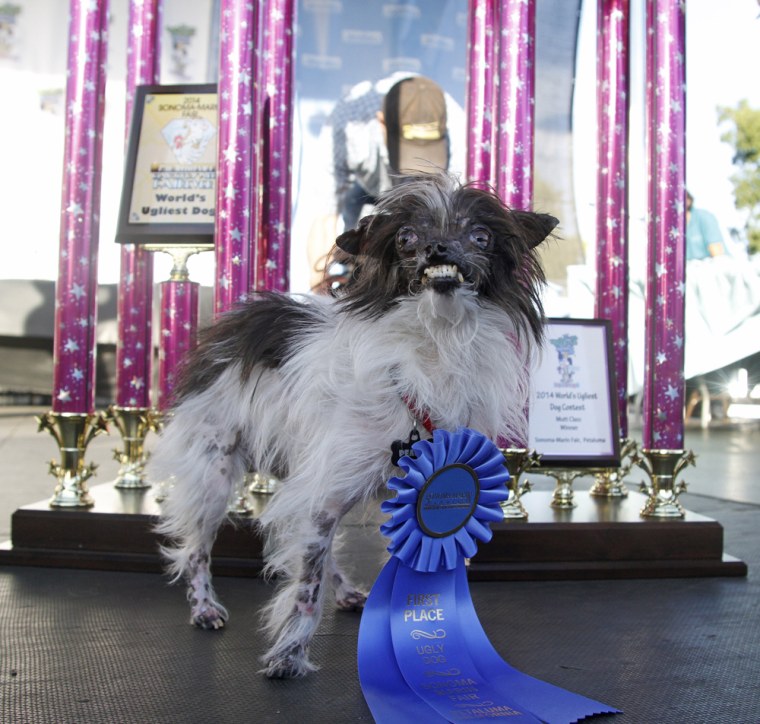 Abused Pooch Named World S Ugliest Dog