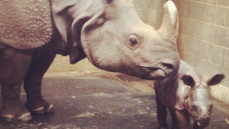 Baby rhino conceived through artificial insemination
