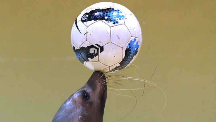Image: A seal balances a soccer ball